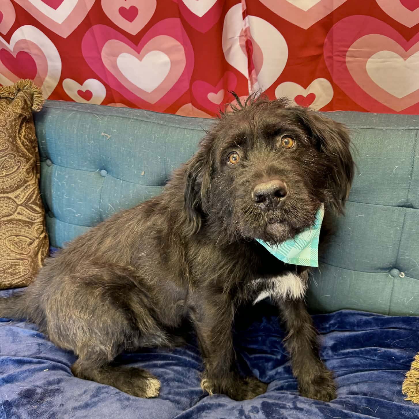 SULLIVAN - Unknown available for adoption