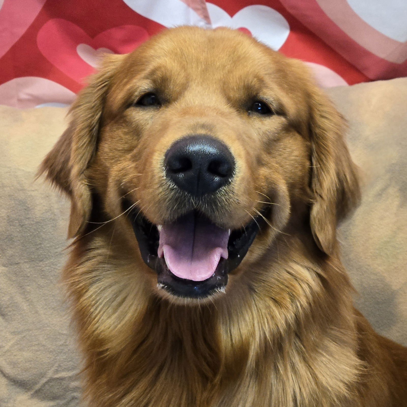 KOBE - Golden Retriever available for adoption