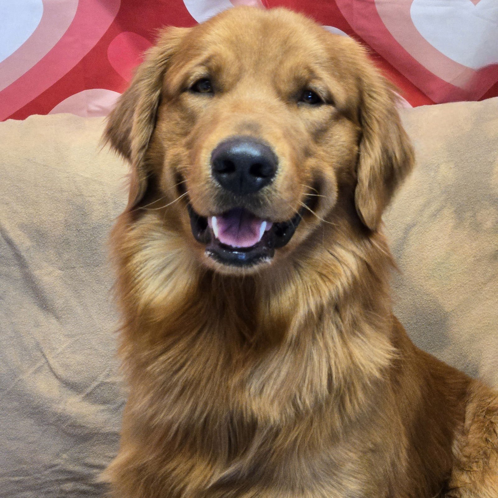 KOBE - Golden Retriever available for adoption