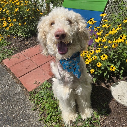 OLIVER - Labrador Retriever / Poodle (Standard) available for adoption