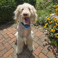 Oliver - Photo 3