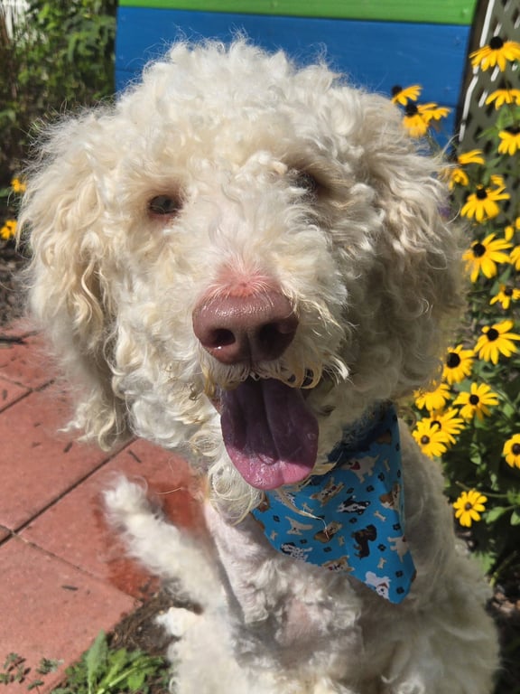 Oliver Image