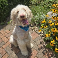 Oliver - Photo 4