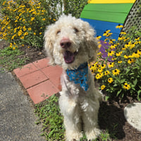 Oliver - Photo 5