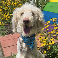 Oliver - Photo 6