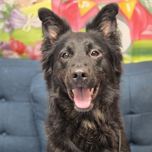 KIRBY - Shepherd available for adoption