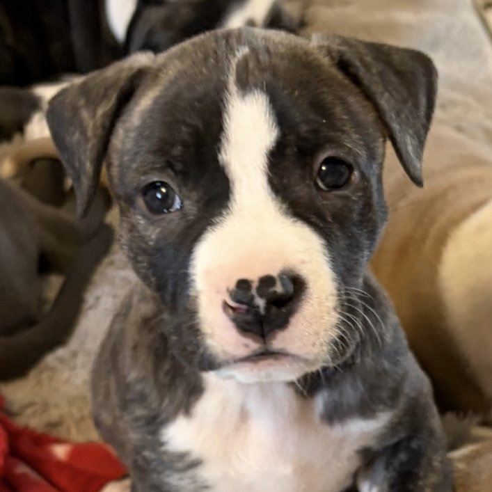 ESPRESSO - Pit Bull Terrier available for adoption