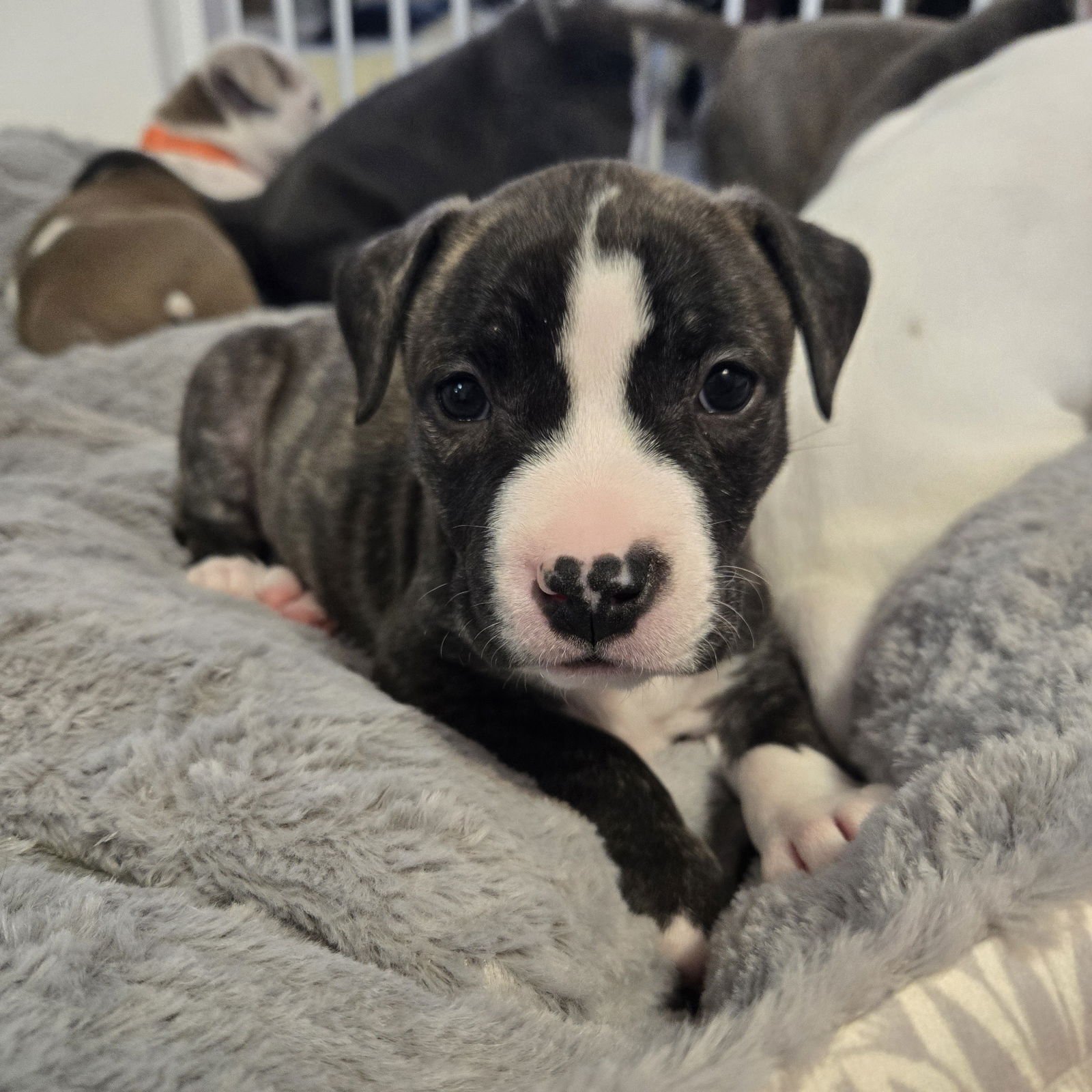 ESPRESSO - Pit Bull Terrier available for adoption