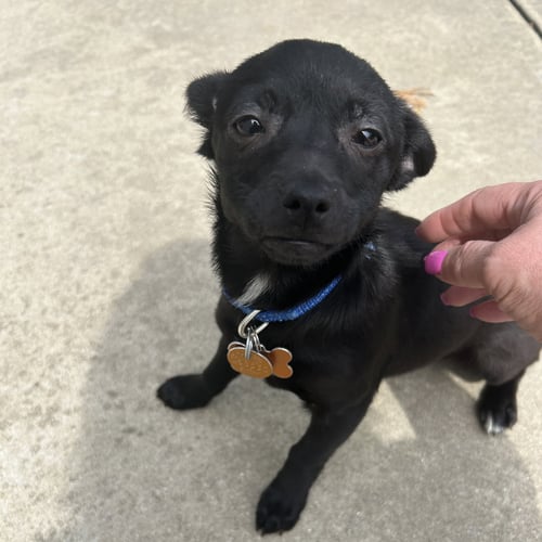 TULIP - Chihuahua available for adoption