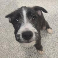 Oreo - Photo 5