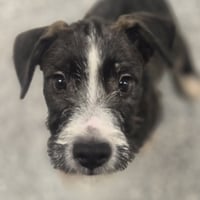 Oreo - Photo 1