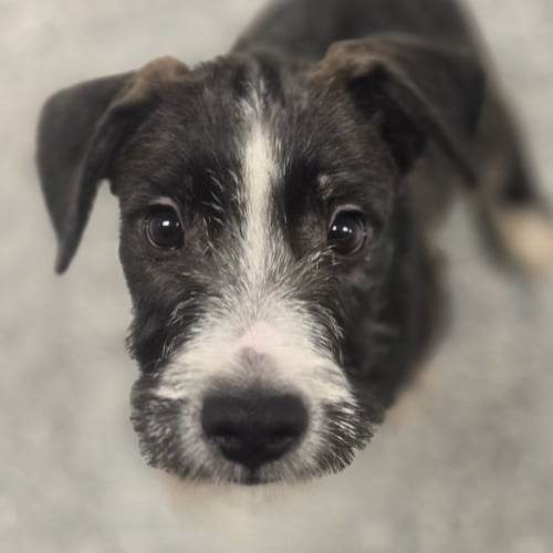 OREO - Terrier available for adoption