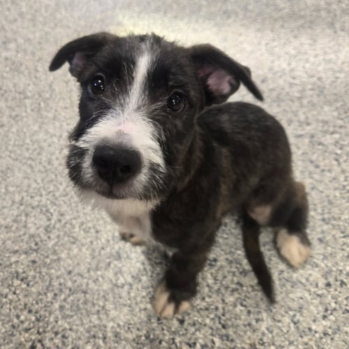 OREO - Terrier available for adoption