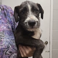 Oreo - Photo 3