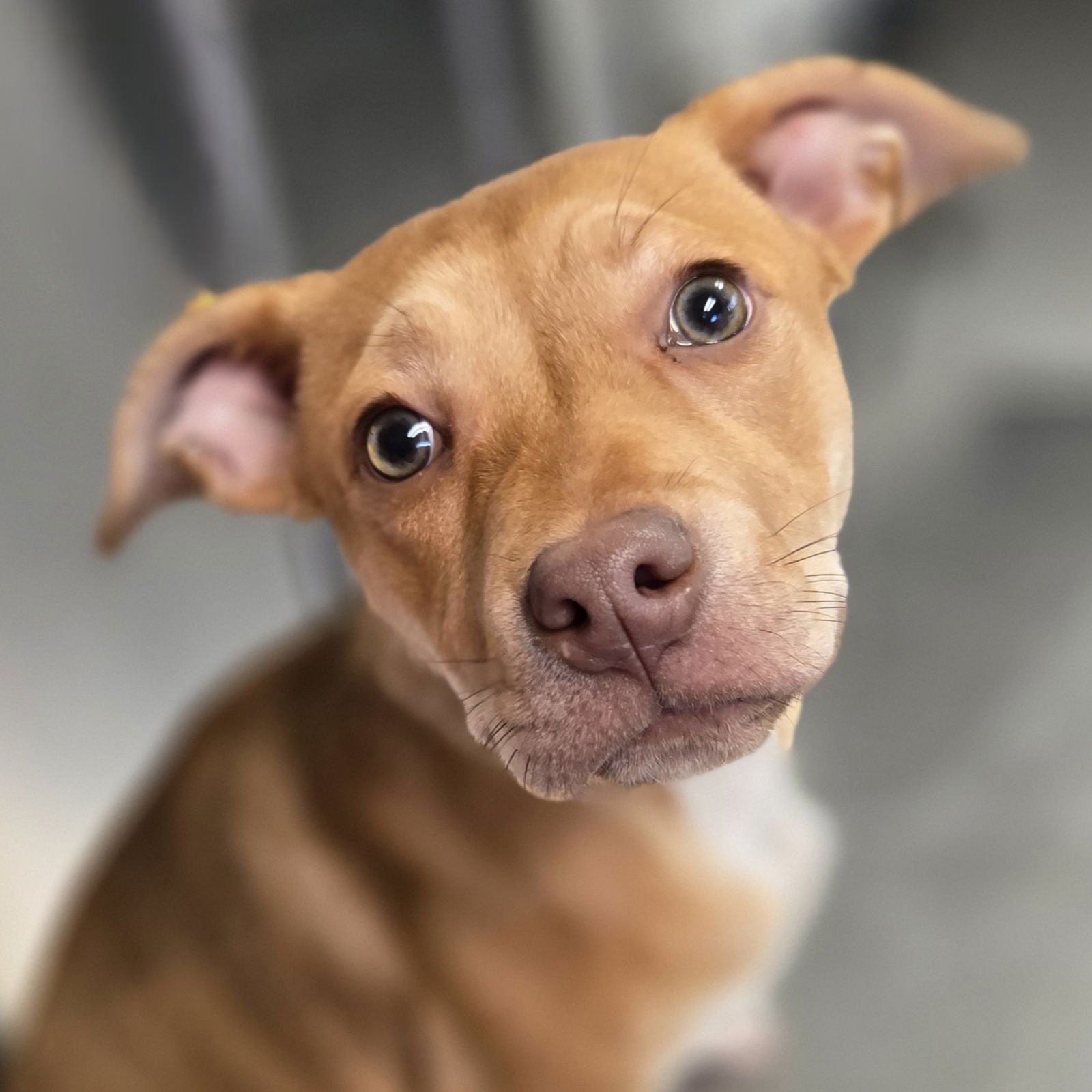 HARKIN - Unknown available for adoption