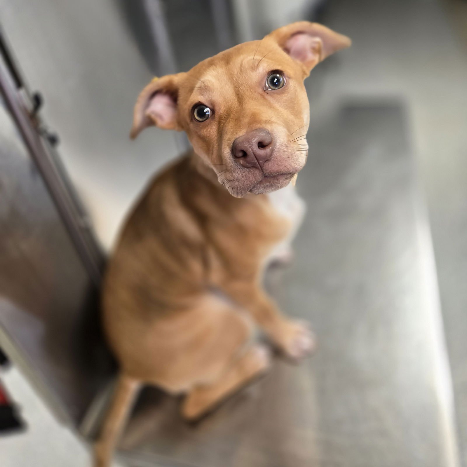 HARKIN - Unknown available for adoption