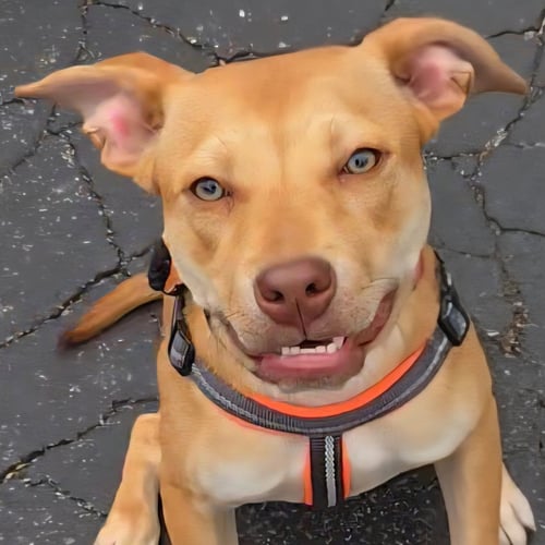 HARKIN - Unknown available for adoption