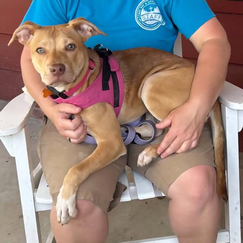 HARKIN - Unknown available for adoption