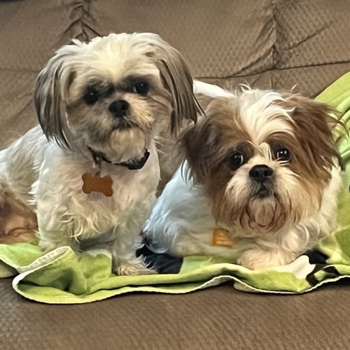 KNOX - Shih Tzu available for adoption