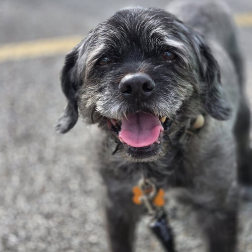 CLARK - Miniature Schnauzer available for adoption