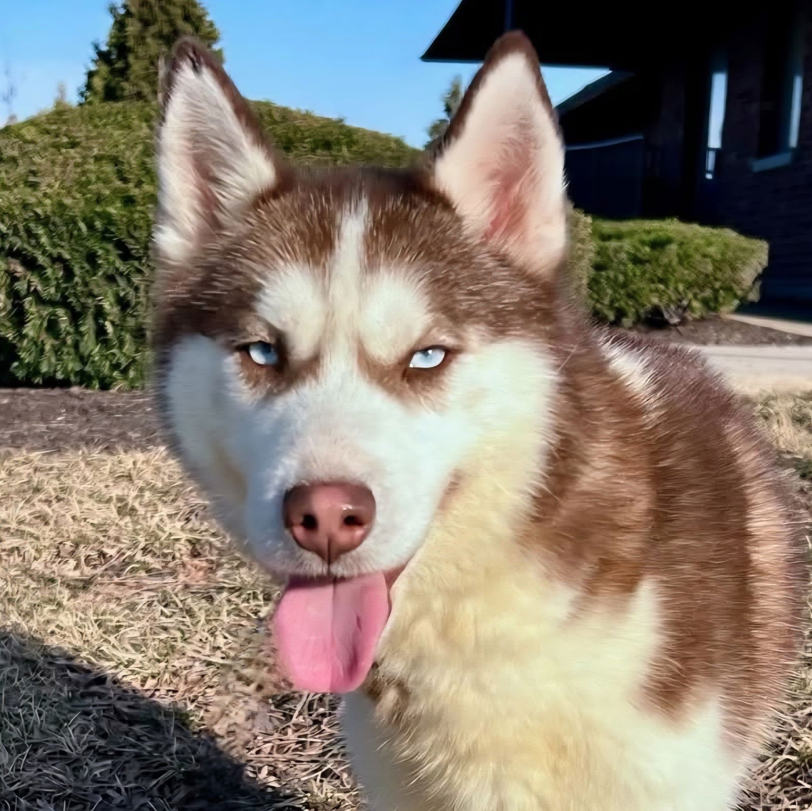 TOGO - Husky available for adoption