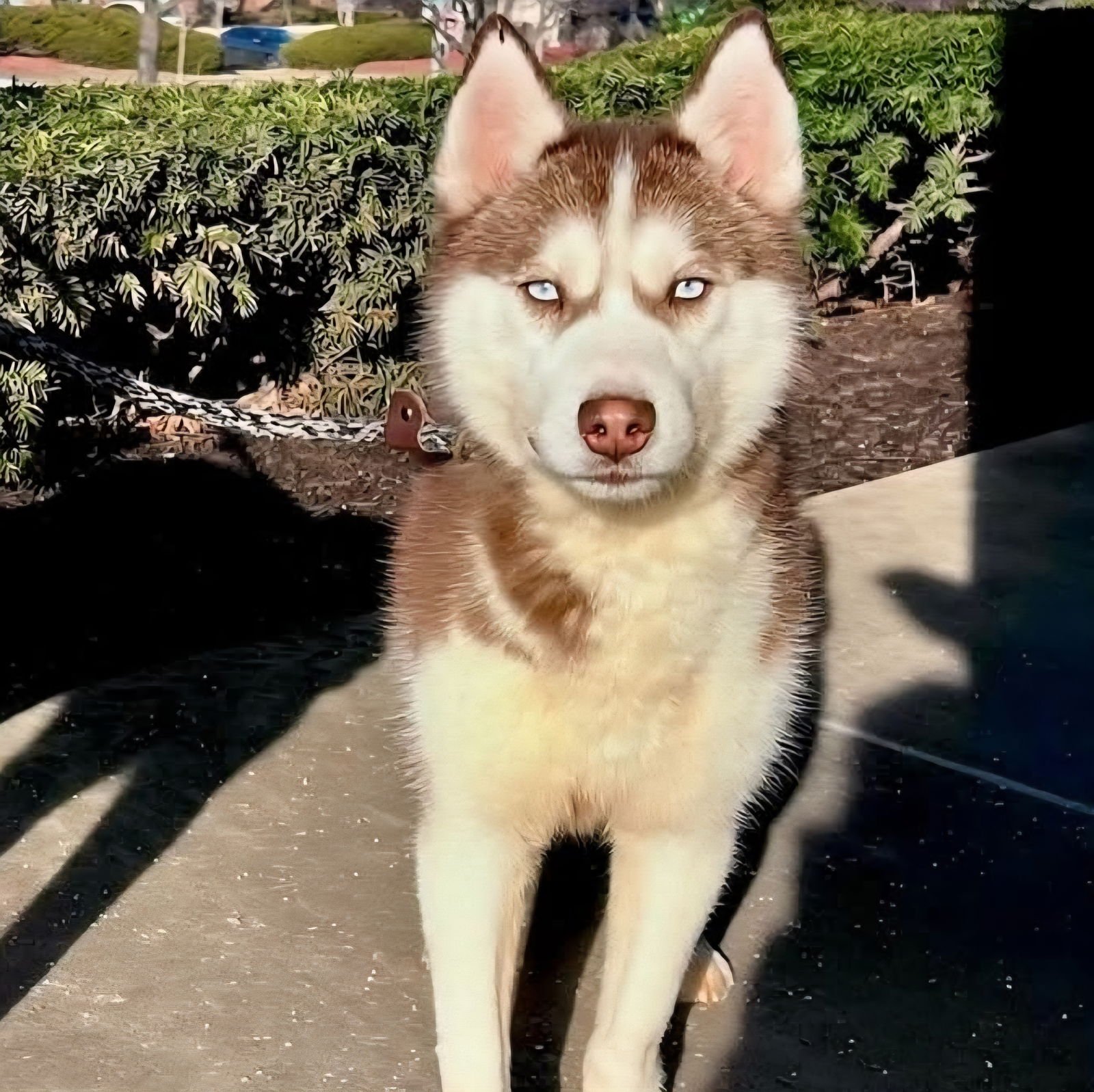 TOGO - Husky available for adoption