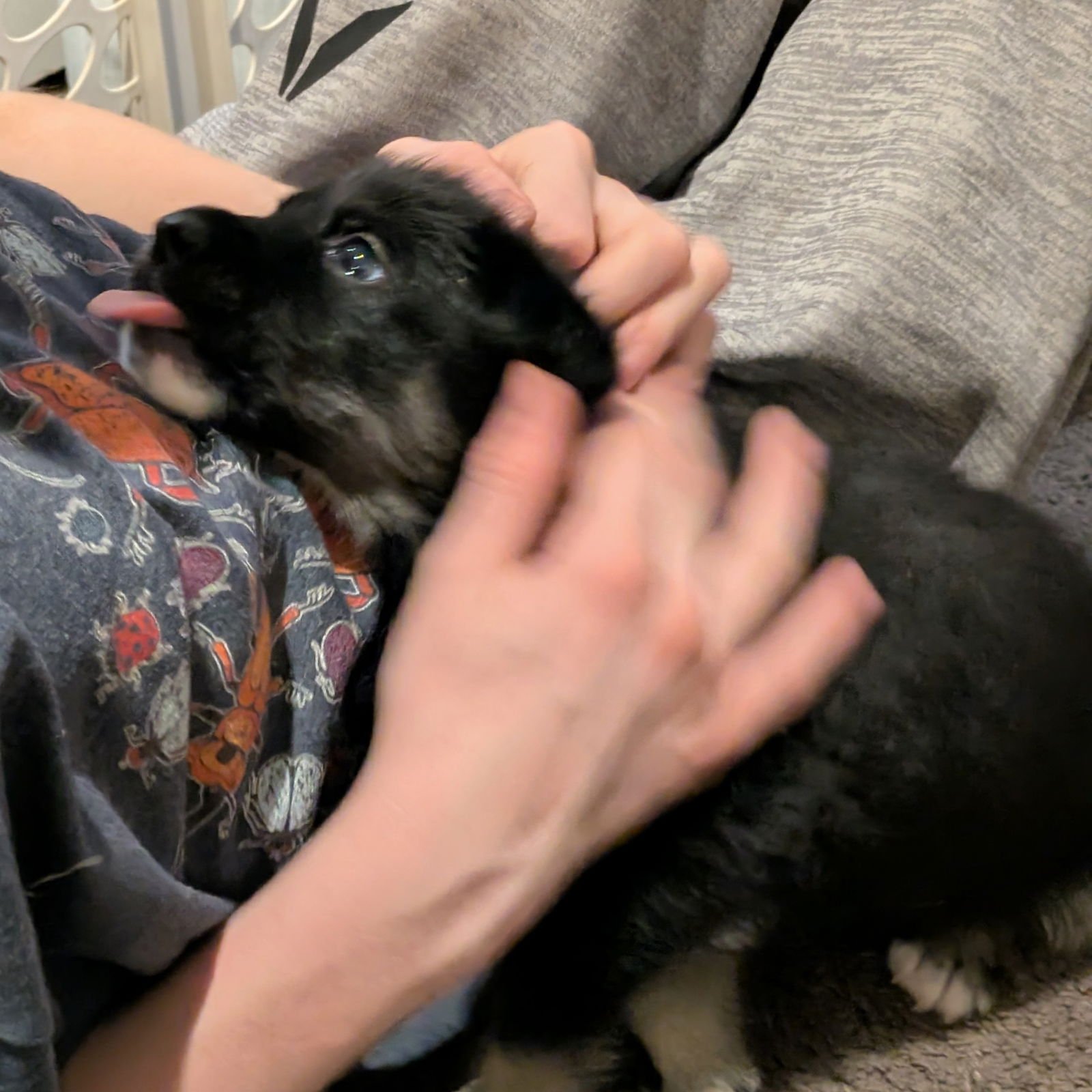 NOSTALGIA - Labrador Retriever available for adoption