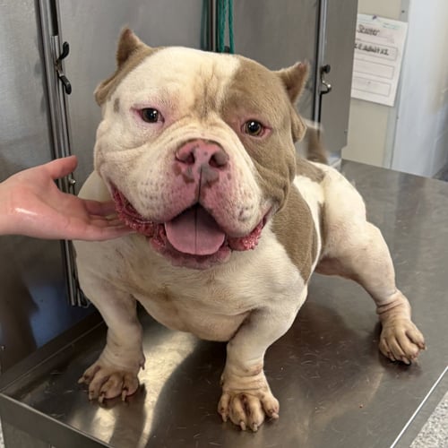 CHUBBY MCCHUBBERS - American Pit Bull Terrier available for adoption