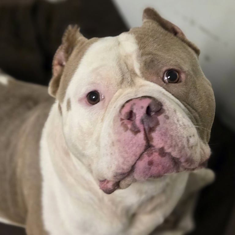 Chubby McChubbers Image
