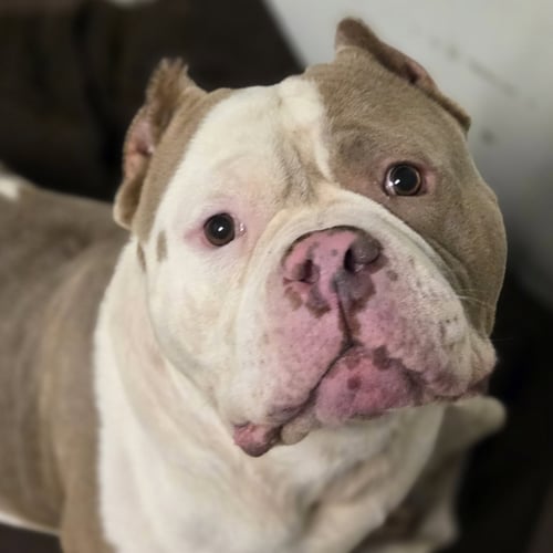 CHUBBY MCCHUBBERS - American Pit Bull Terrier available for adoption