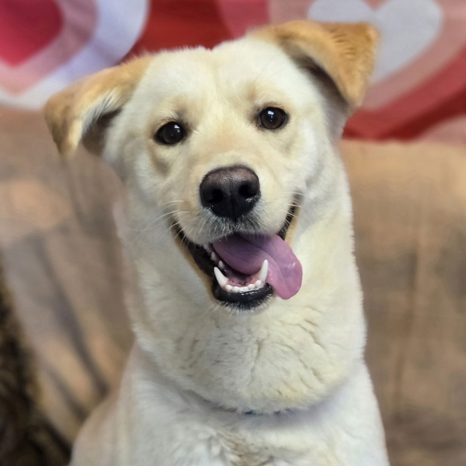 SOOKIE - Labrador Retriever available for adoption