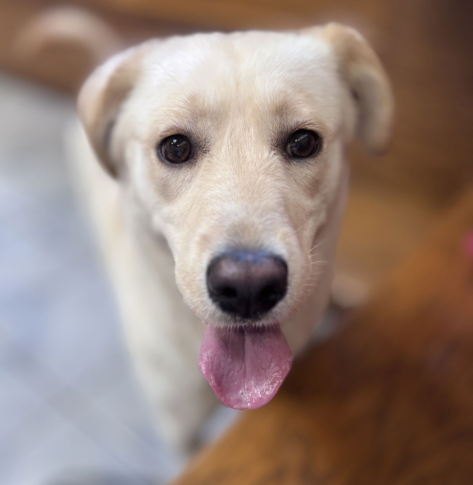 SOOKIE - Labrador Retriever available for adoption