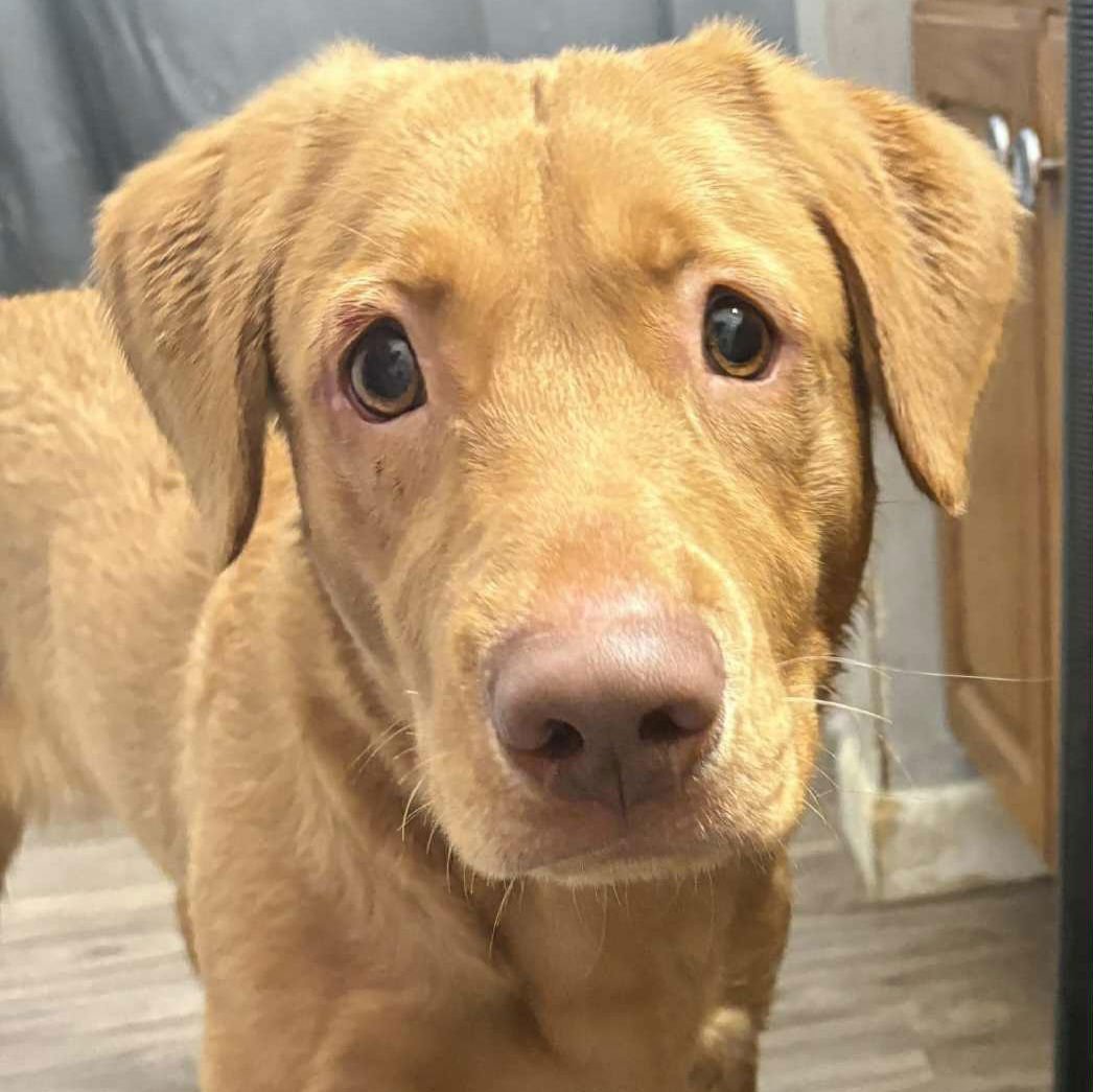 IGGY - Labrador Retriever available for adoption