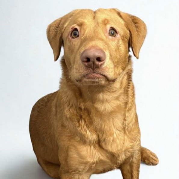 IGGY - Labrador Retriever available for adoption