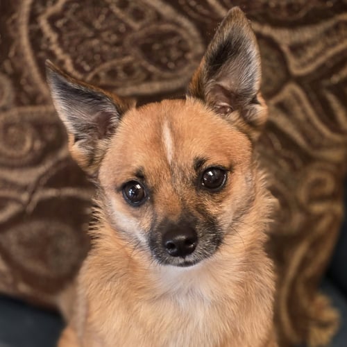 CHET - Pomeranian / Chihuahua available for adoption