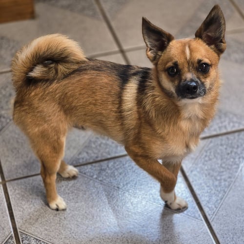 CHET - Pomeranian / Chihuahua available for adoption