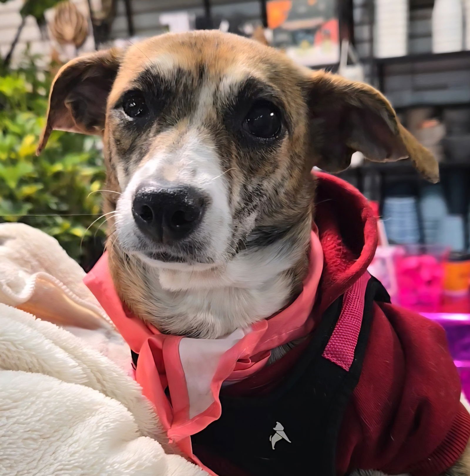 SOLINE - Chihuahua available for adoption