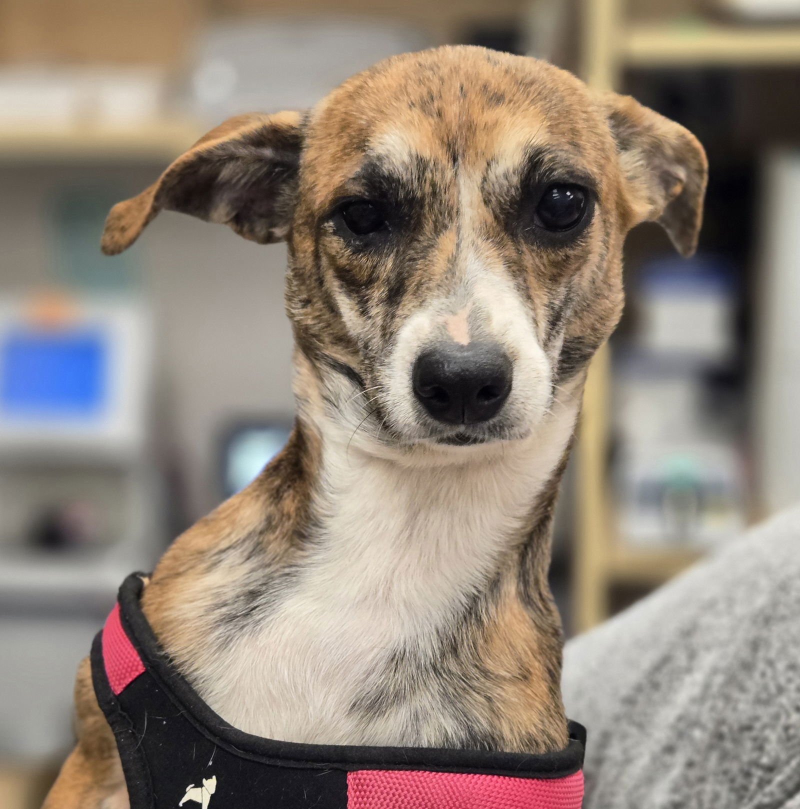 SOLINE - Chihuahua available for adoption