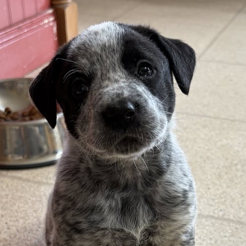 TRISTIN - Australian Cattle Dog/Blue Heeler available for adoption