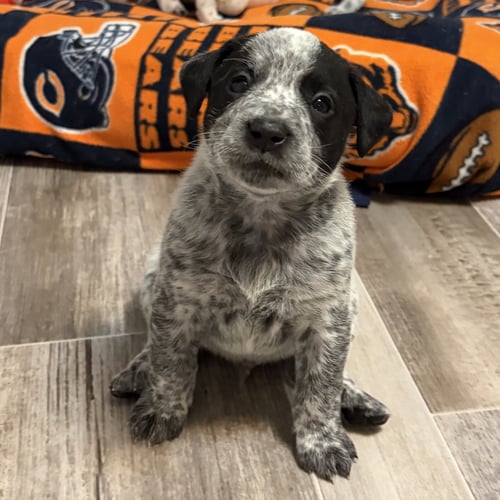 TRISTIN - Australian Cattle Dog/Blue Heeler available for adoption