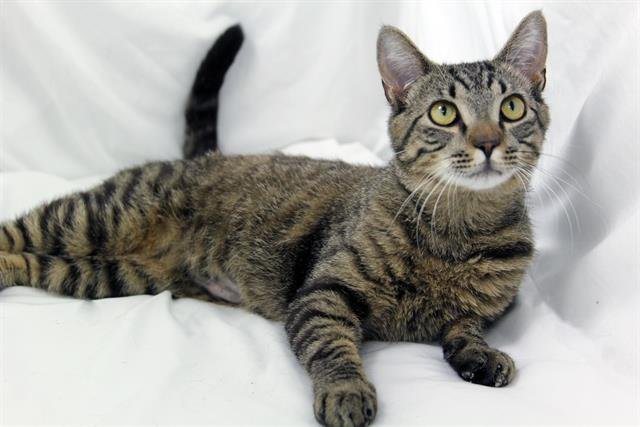 DAKOTA - Domestic Short Hair available for adoption