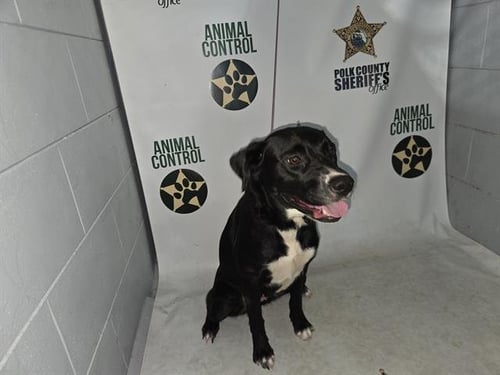 A1275679 - Labrador Retriever available for adoption