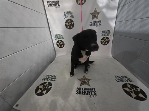 A1275679 - Labrador Retriever available for adoption