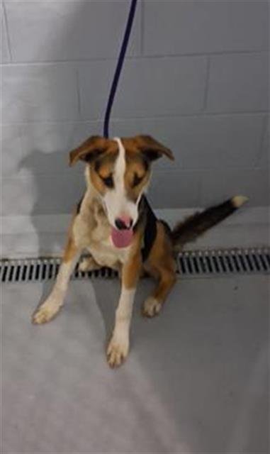 LEO - Labrador Retriever available for adoption