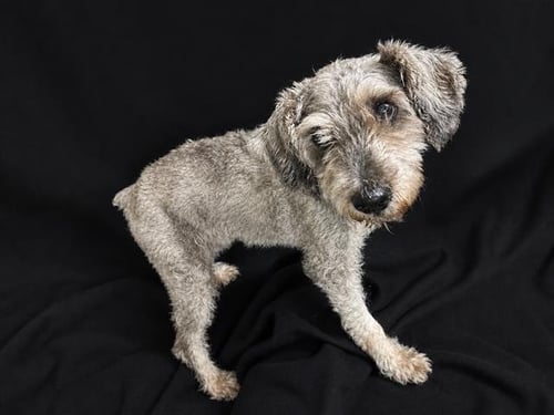 FRITZ - Miniature Schnauzer available for adoption