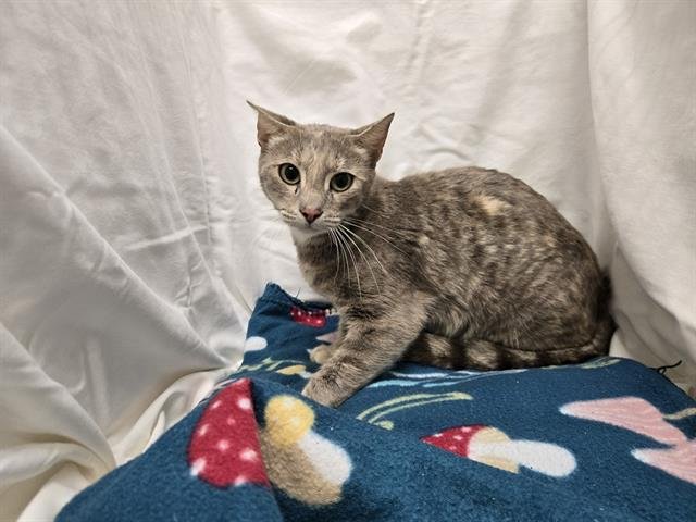 CAKES - Domestic Medium Hair available for adoption