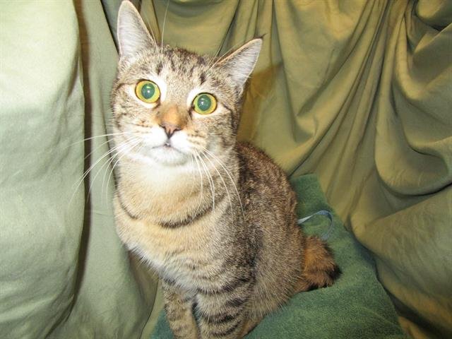 PEACH - Domestic Short Hair available for adoption