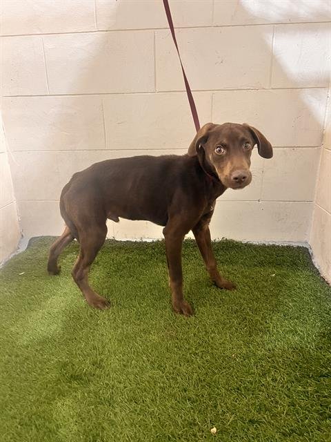 A1258510 - Labrador Retriever available for adoption