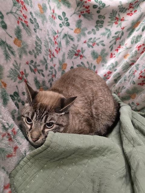 AIRA - Domestic Short Hair available for adoption