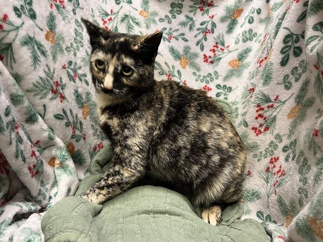 GRACIE - Domestic Short Hair available for adoption